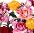 flowers-pink-magenta-chrysanthemums-flower-plant-roses-petal-peony-song-land-plant-flowering-plant-floristry-flower-bouquet-flower-arranging-floral-design-cut-flowers-artificial-flower-717812 - Управление образования